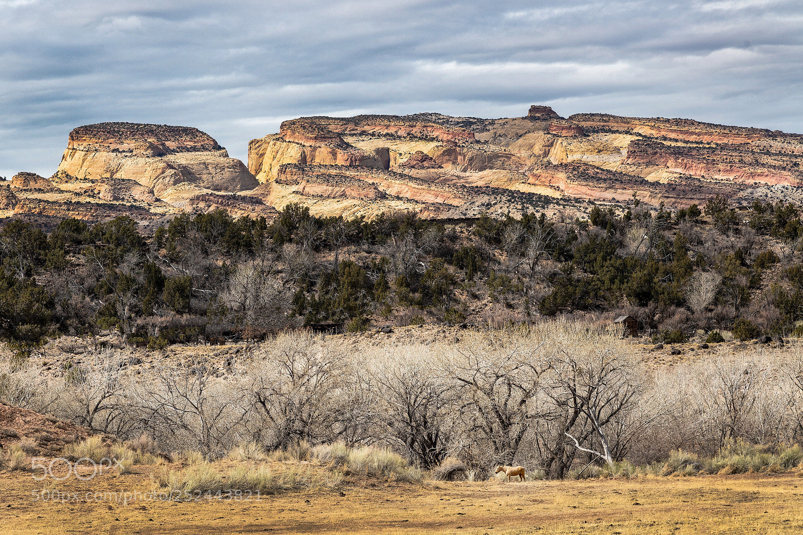 Nikon D850 sample photo. Horse and hillside, notom photography