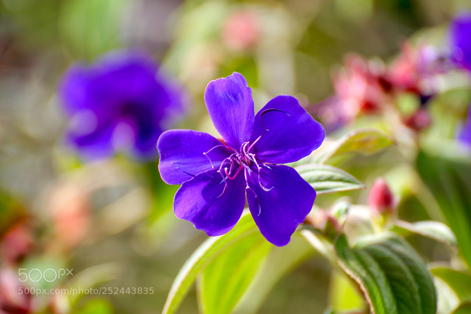 Nikon D700 sample photo. 《朝霞野牡丹》 photography