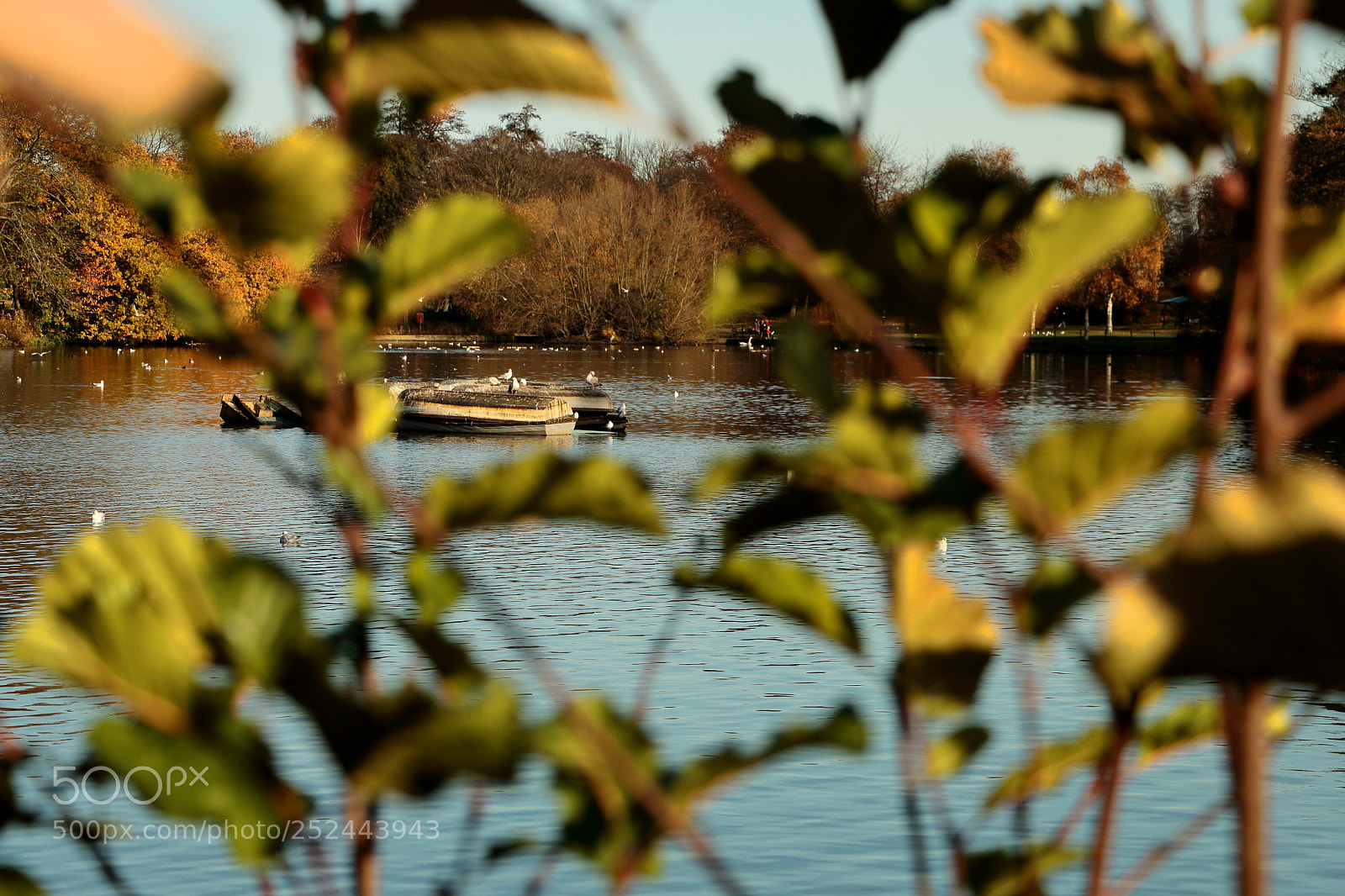 Canon EOS 70D sample photo. Hiding behind the bushes photography