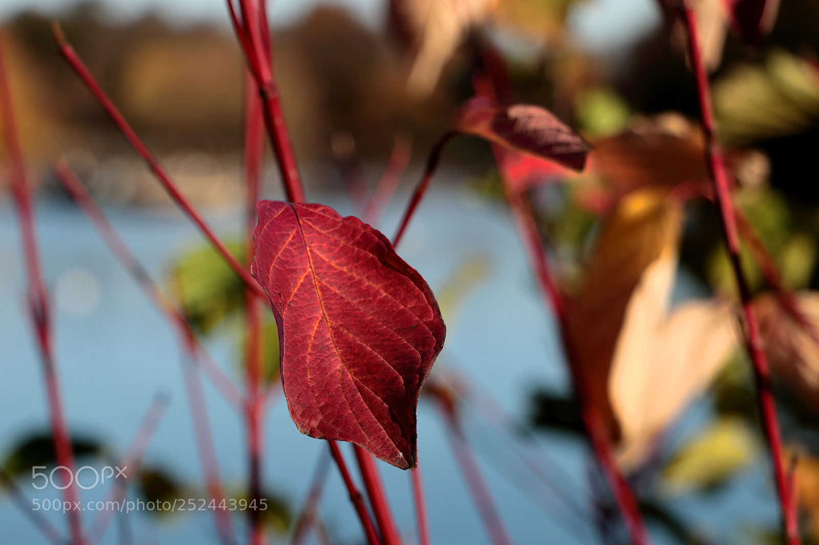 Canon EOS 70D sample photo. Red leaf near a photography