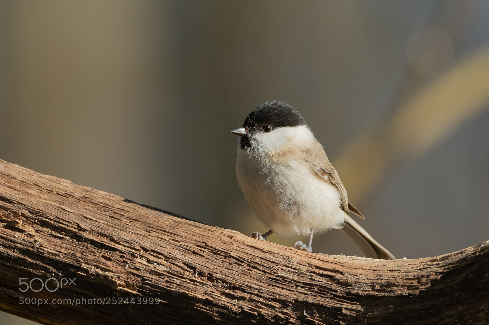 Nikon D850 sample photo. Sweet little marsh tit photography