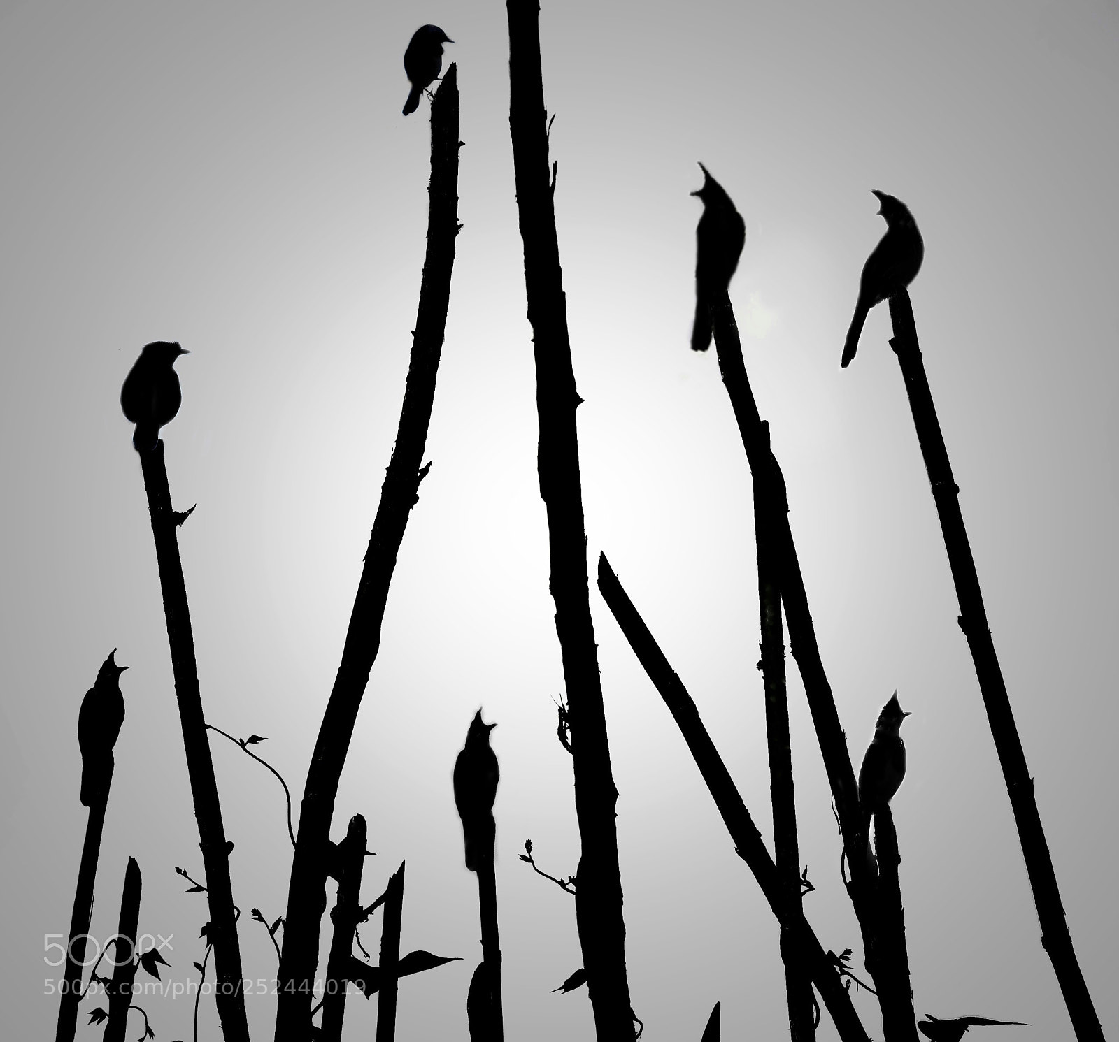 Nikon D7200 sample photo. Birds on sticks photography
