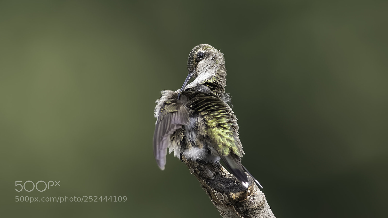 Nikon D7100 sample photo. Preening wings photography