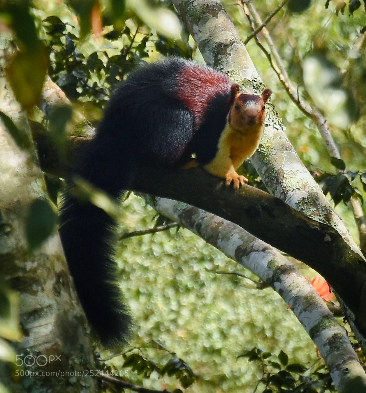 Nikon D7200 sample photo. Malabar giant squirrel photography