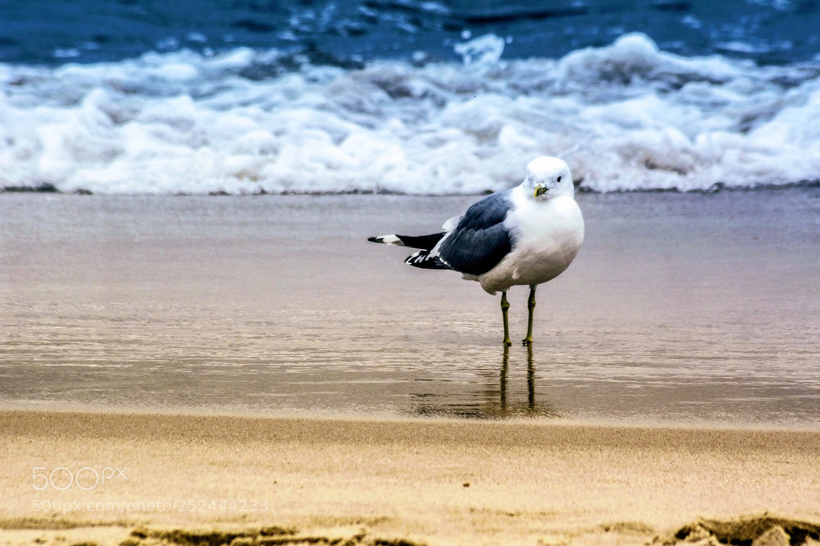 Nikon D5200 sample photo. Sea gull photography