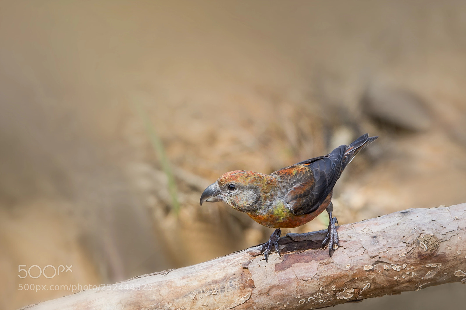 Nikon D4 sample photo. Red crossbill (jv-m) photography