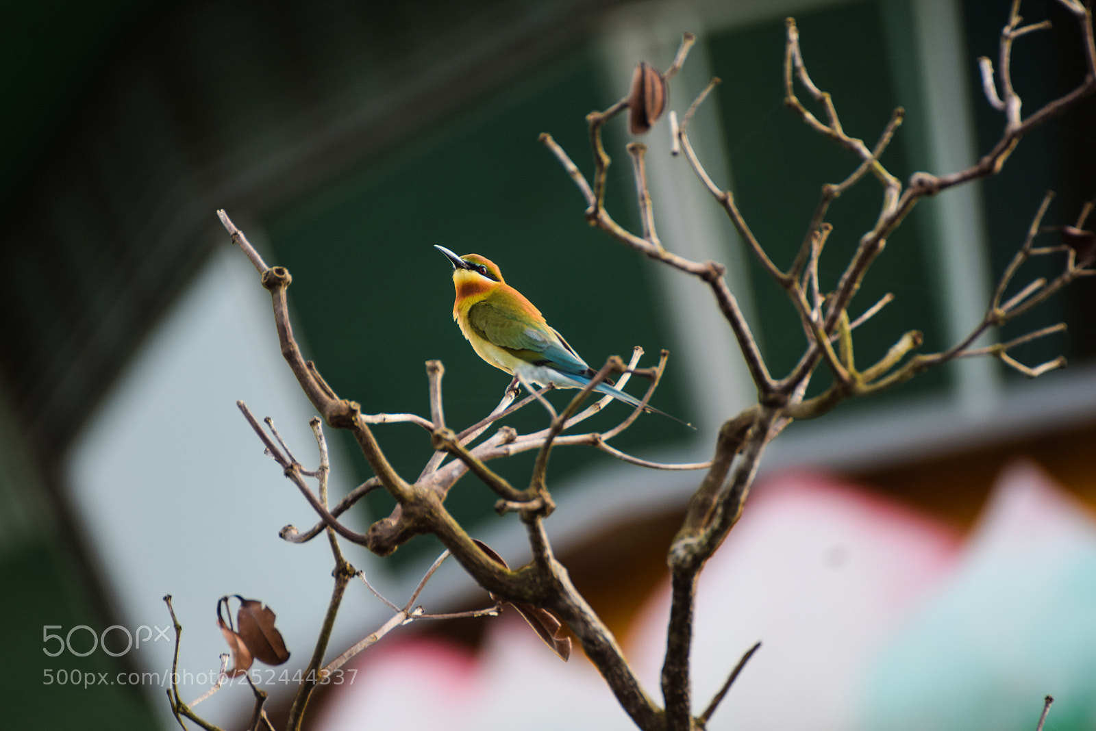 Nikon D5300 sample photo. Bird photography