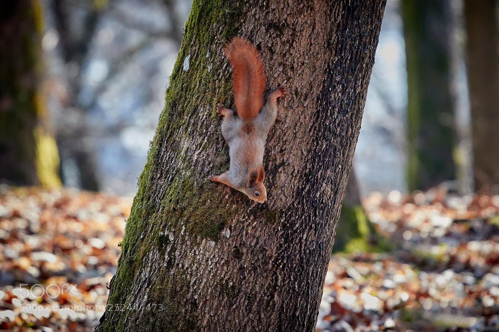 Canon EOS 7D Mark II sample photo. Wait a moment, i'll photography