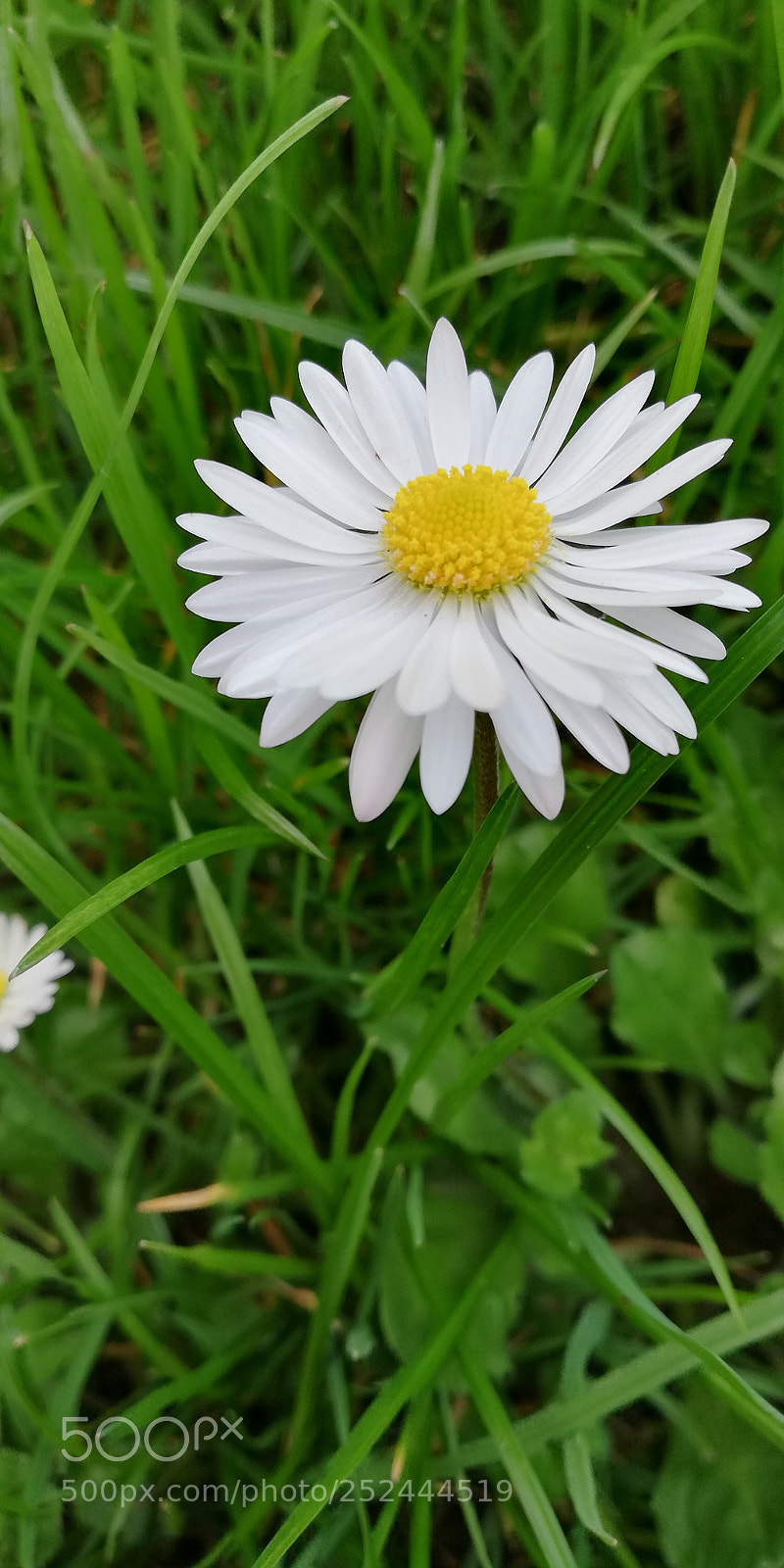 HUAWEI Mate 10 Lite sample photo. Daisy 1 photography