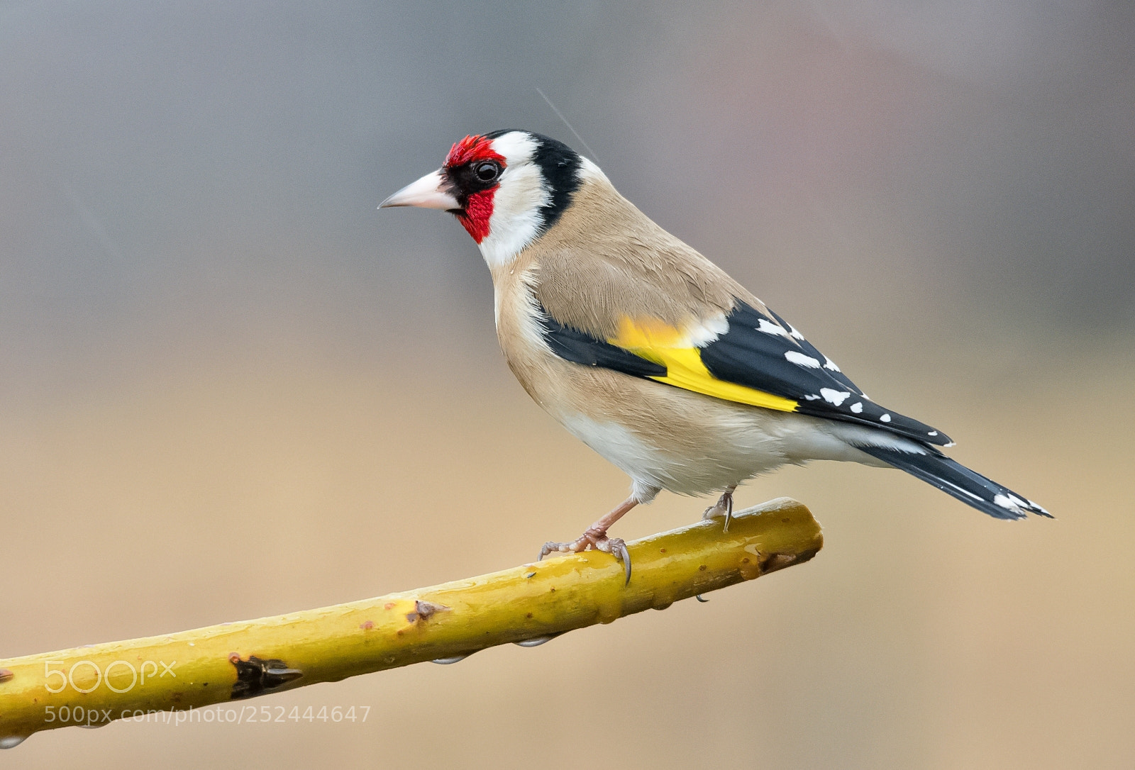 Nikon D7200 sample photo. Goldfinch photography