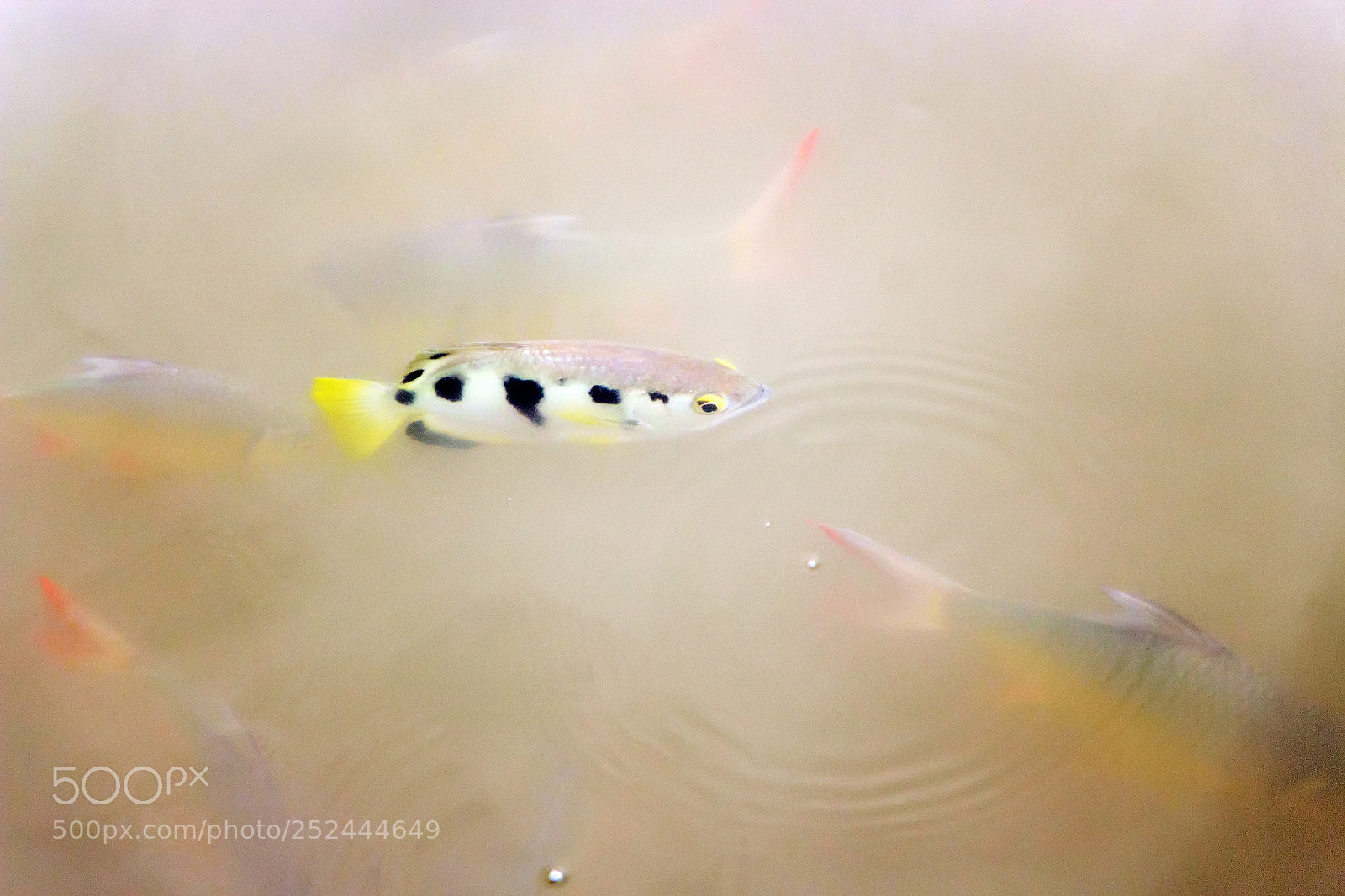 Canon EOS 700D (EOS Rebel T5i / EOS Kiss X7i) sample photo. Archer fish are swimming photography
