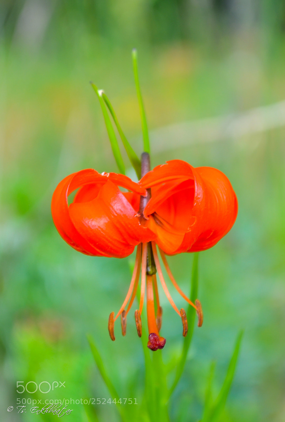Nikon D5100 sample photo. Lilium pumilum photography