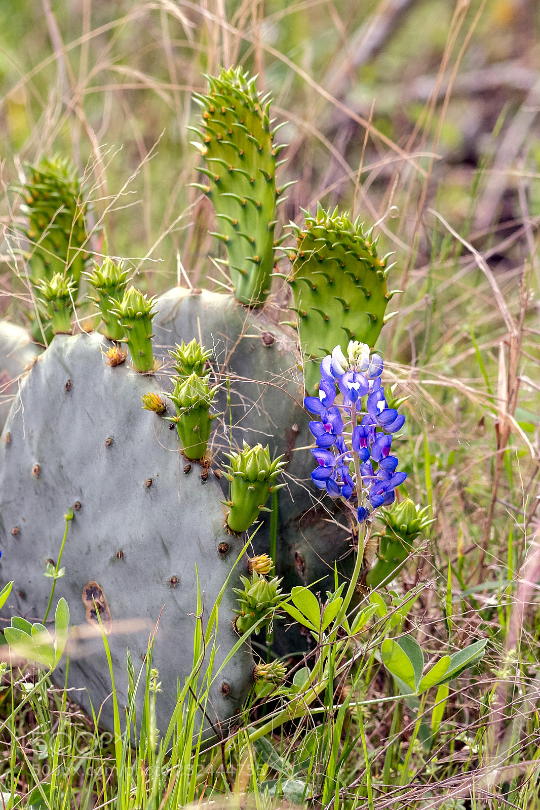 Nikon D850 sample photo. Spring in thetexas hillcountry photography