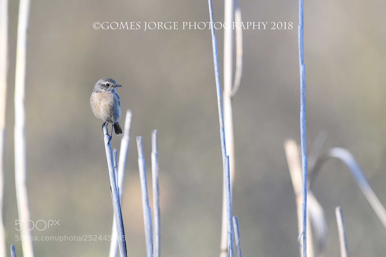 Nikon D810 sample photo. White wagtail bird photography