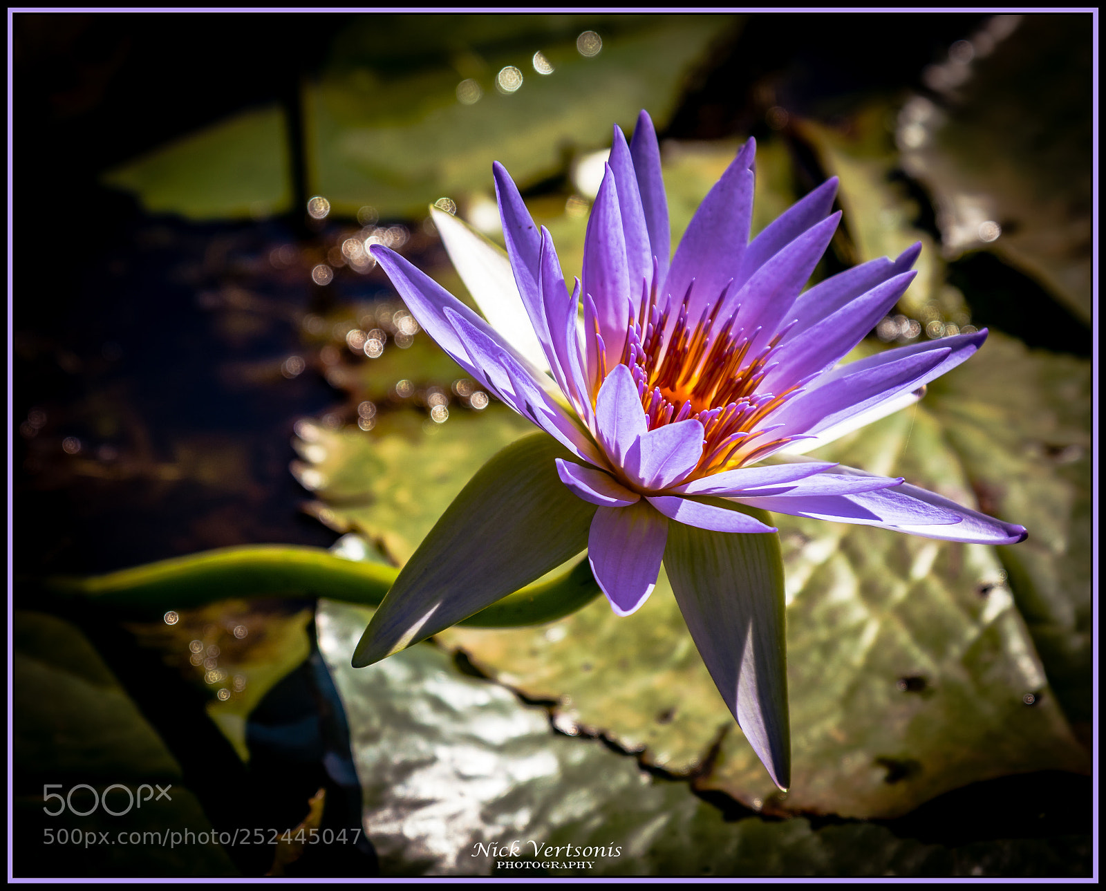 Nikon D7200 sample photo. Elegance... photography