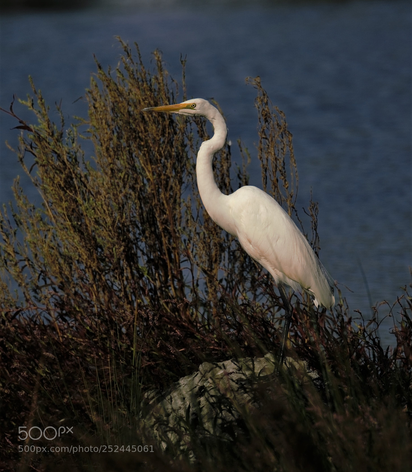 Nikon D810 sample photo. Great egret murtoa victoria photography