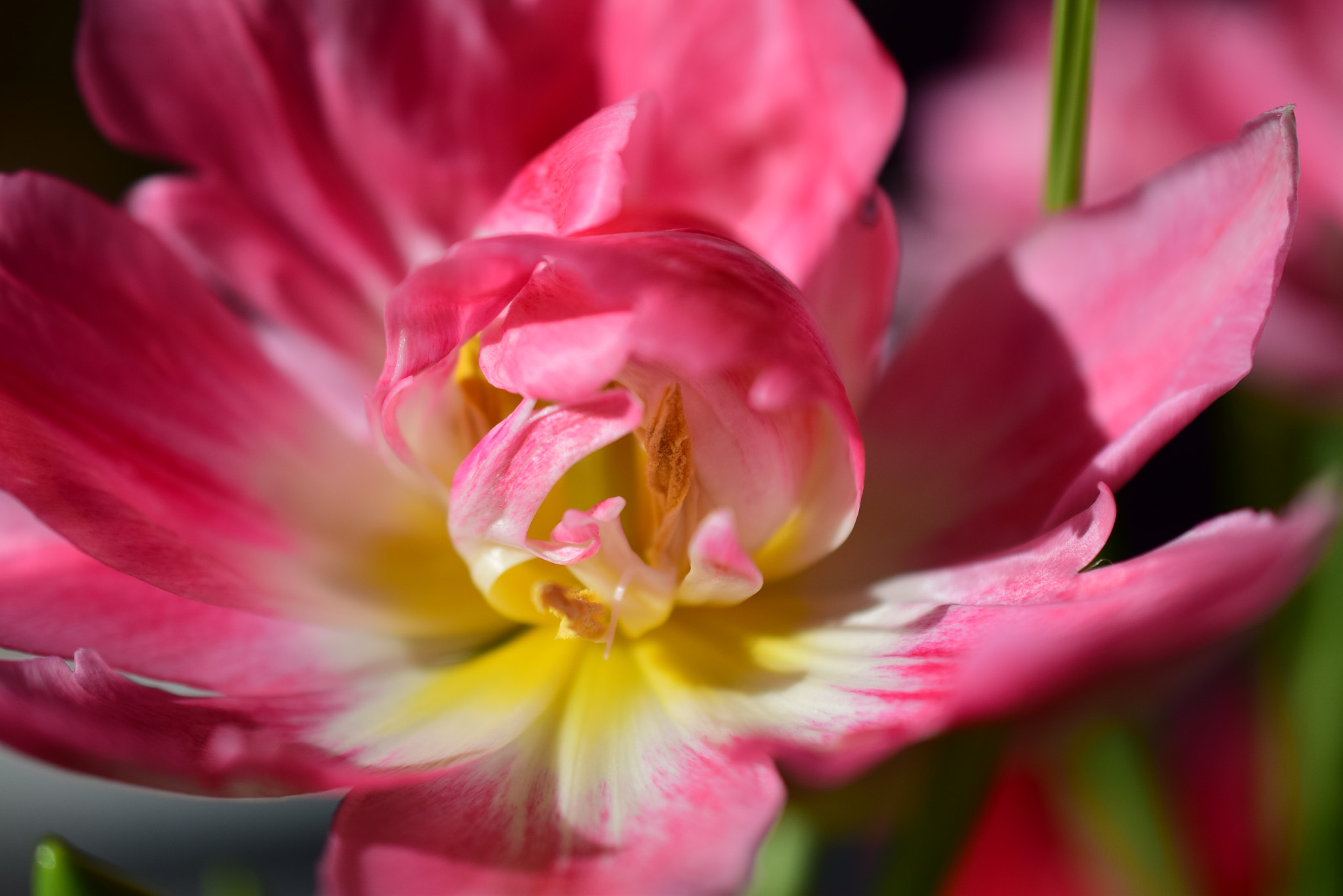 Nikon D5300 + Nikon AF-S DX Micro Nikkor 40mm F2.8 sample photo. Heart of tulip / spring 2018 photography