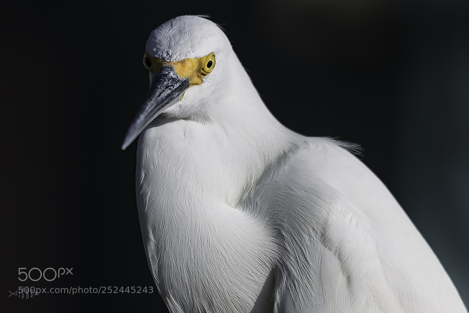 Canon EOS 7D Mark II sample photo. Snowy heron photography