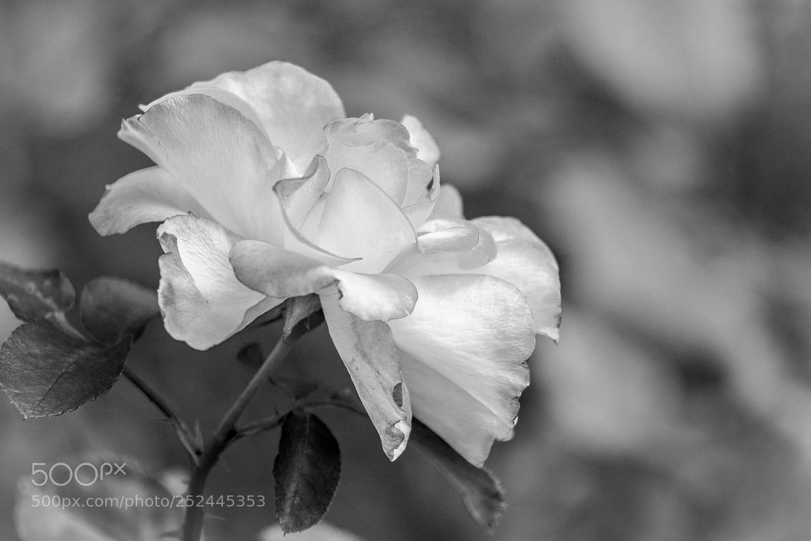 Nikon D600 sample photo. Black and white roses photography