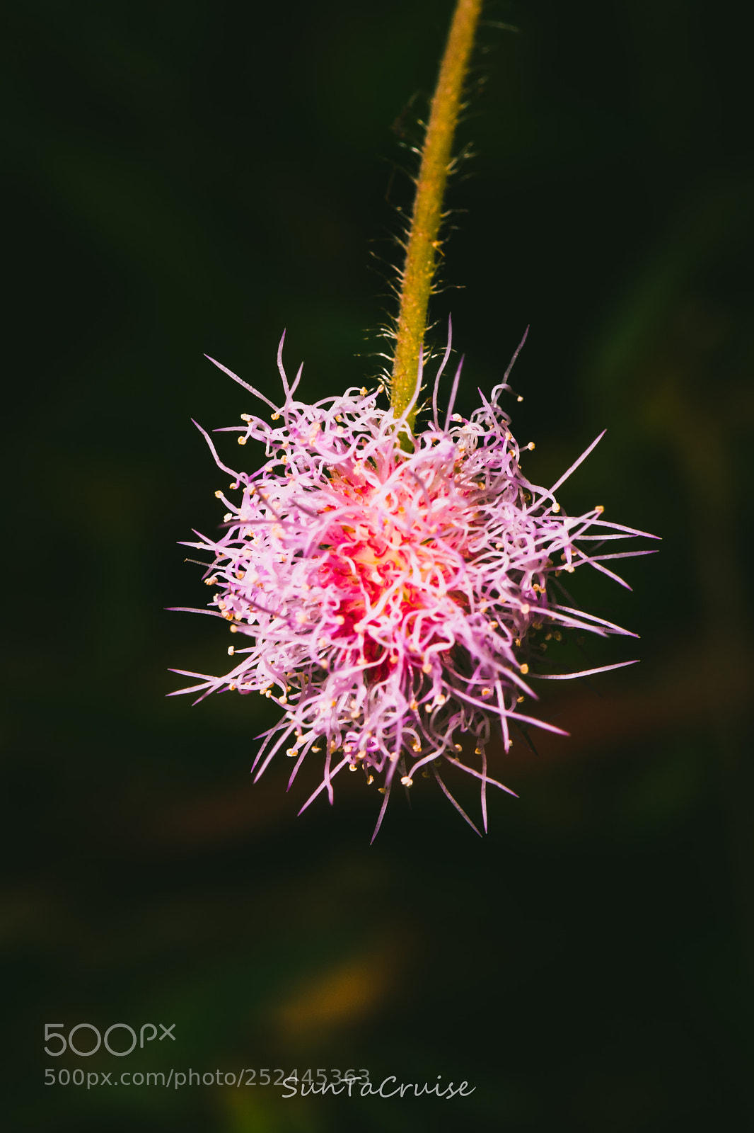 Nikon D7200 sample photo. Mimosa pudica. photography