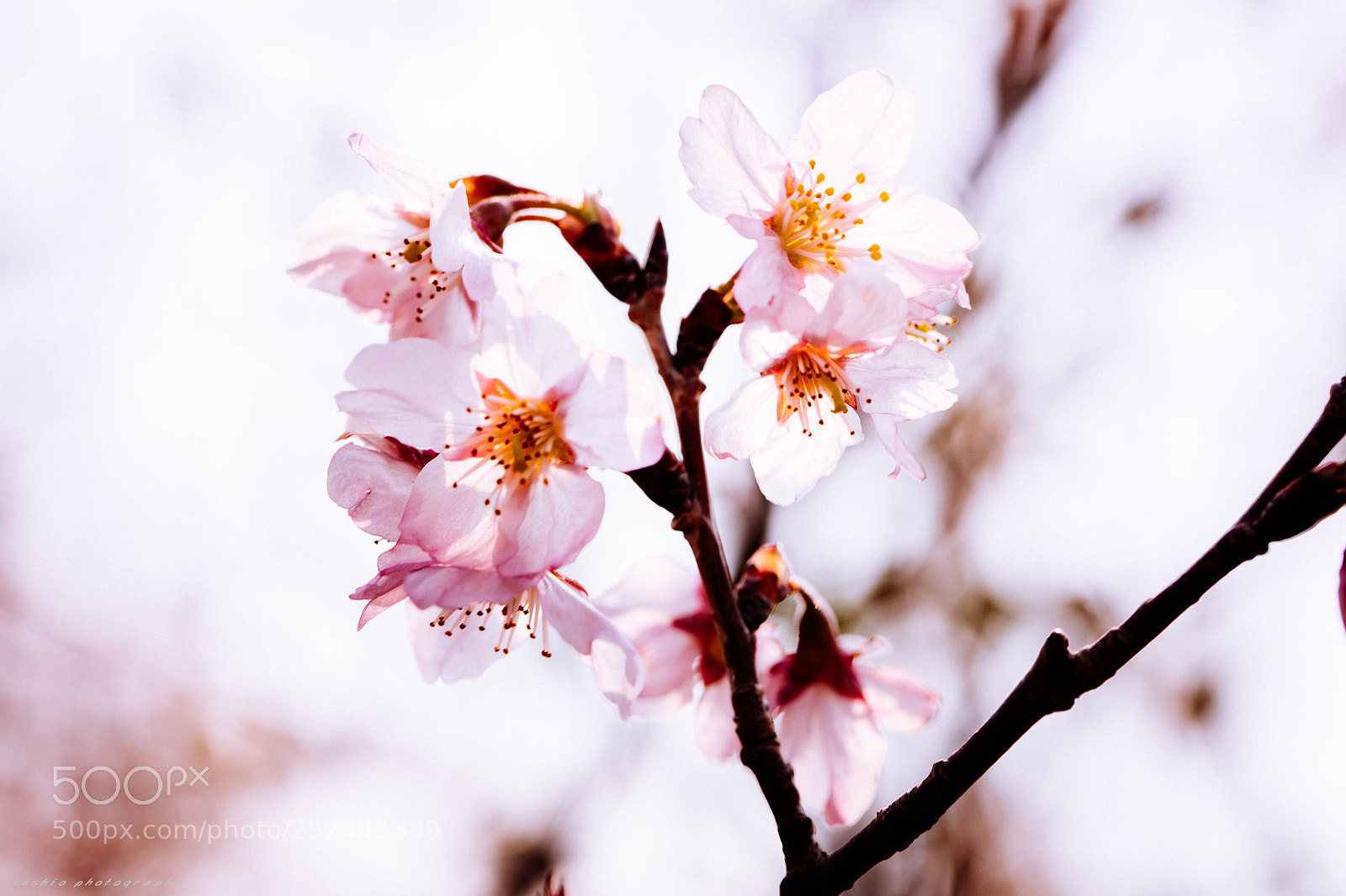 Canon EOS 5DS R sample photo. Cherry blossom photography