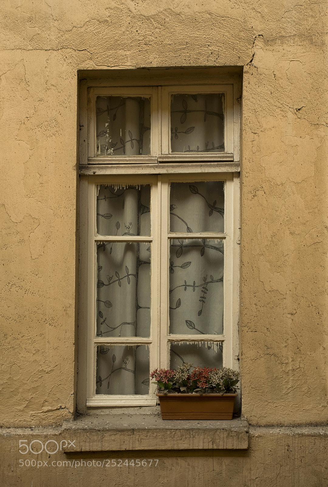 Fujifilm X-T2 sample photo. Window with flower pot photography