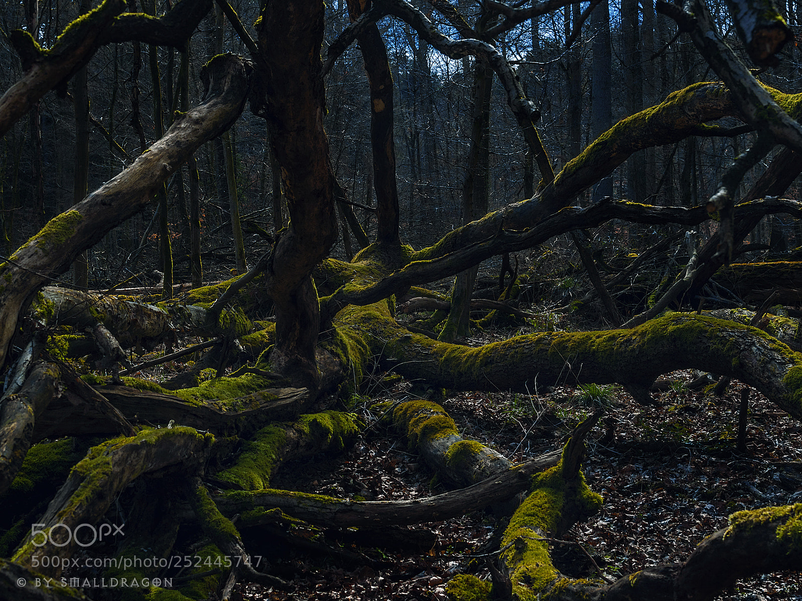 Nikon D5000 sample photo. Fallen tree photography