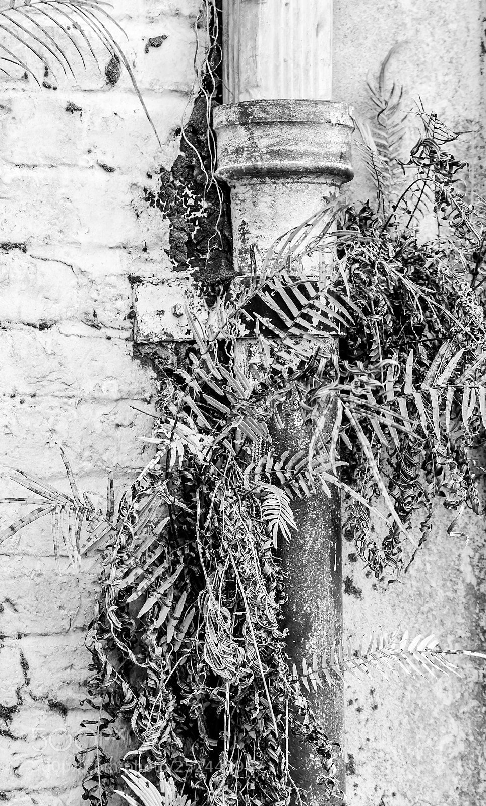 Nikon D5500 sample photo. Savannah streets  photography