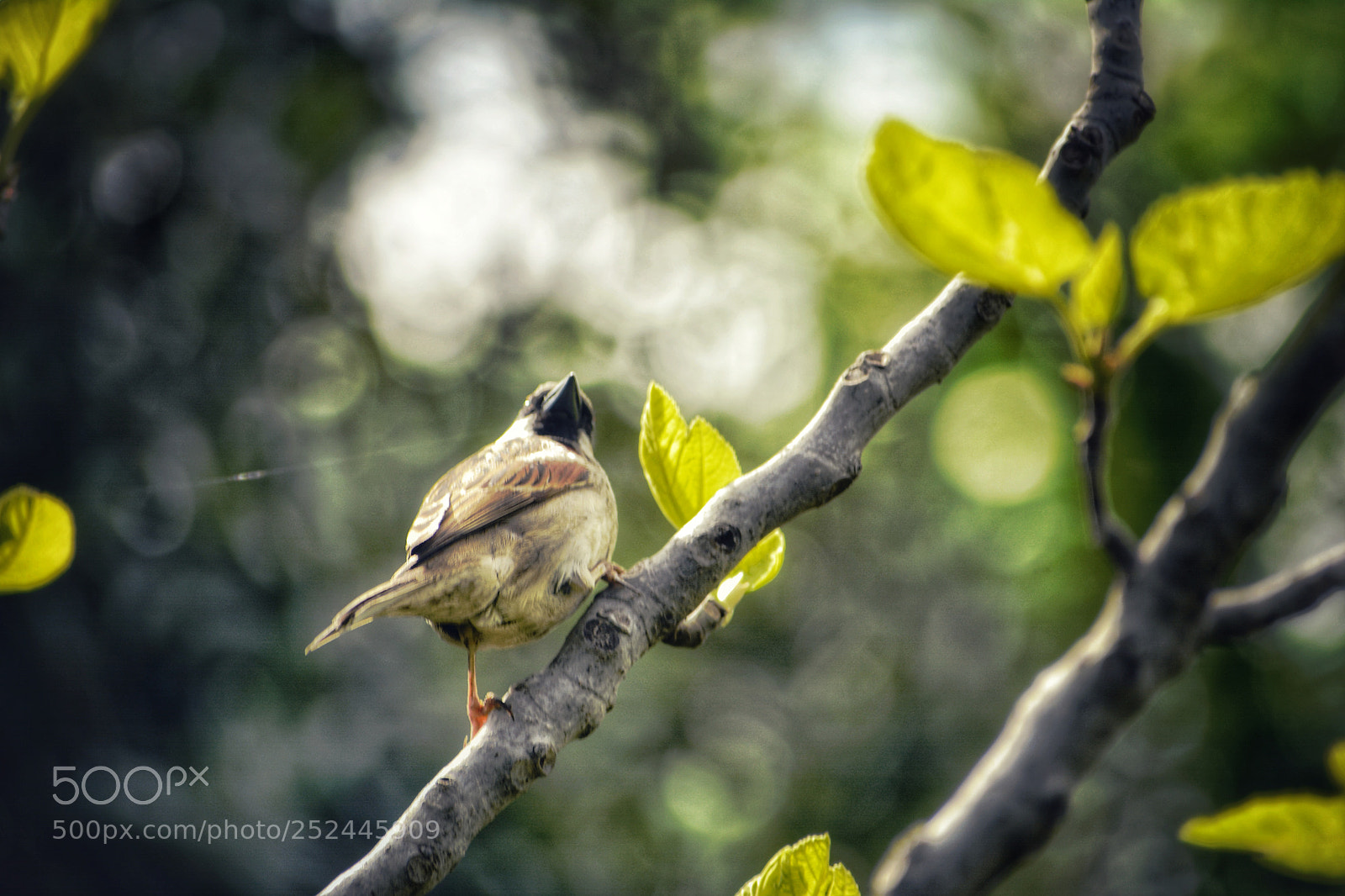 Nikon D7100 sample photo. Sparrow photography