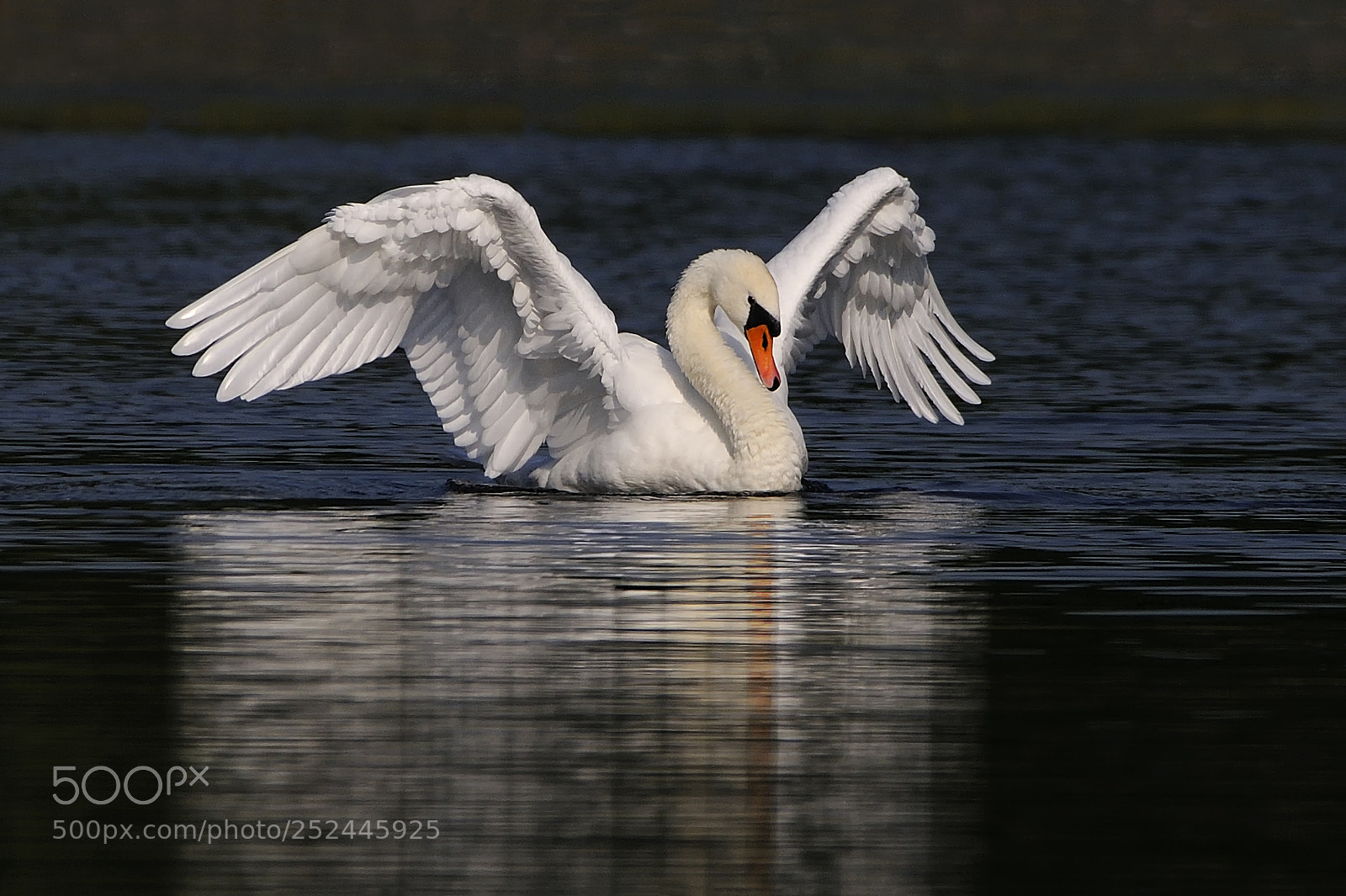 Nikon D300S sample photo. Mute swan photography