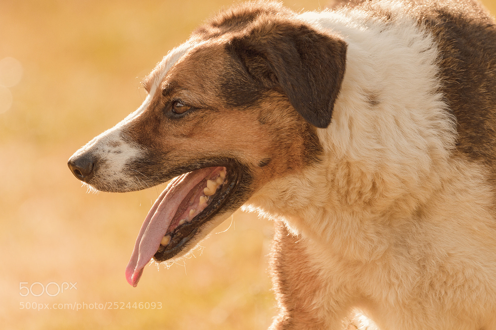 Canon EOS 7D sample photo. Charly photography