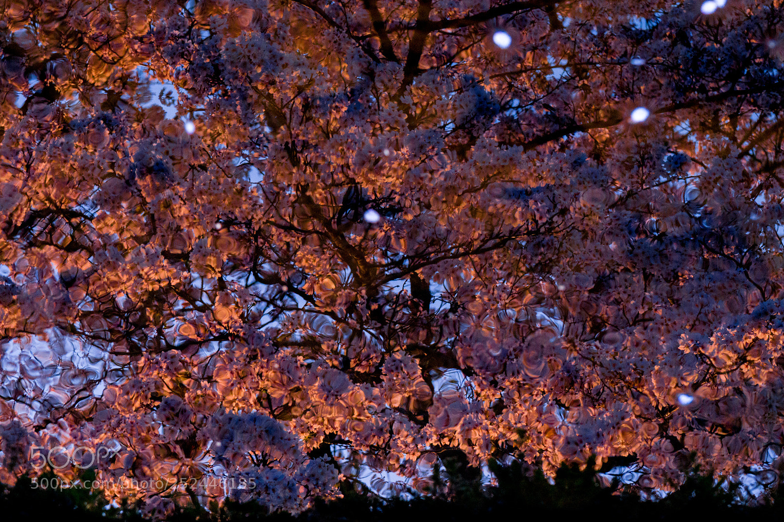 Sony a6000 sample photo. Sakura mosaic photography