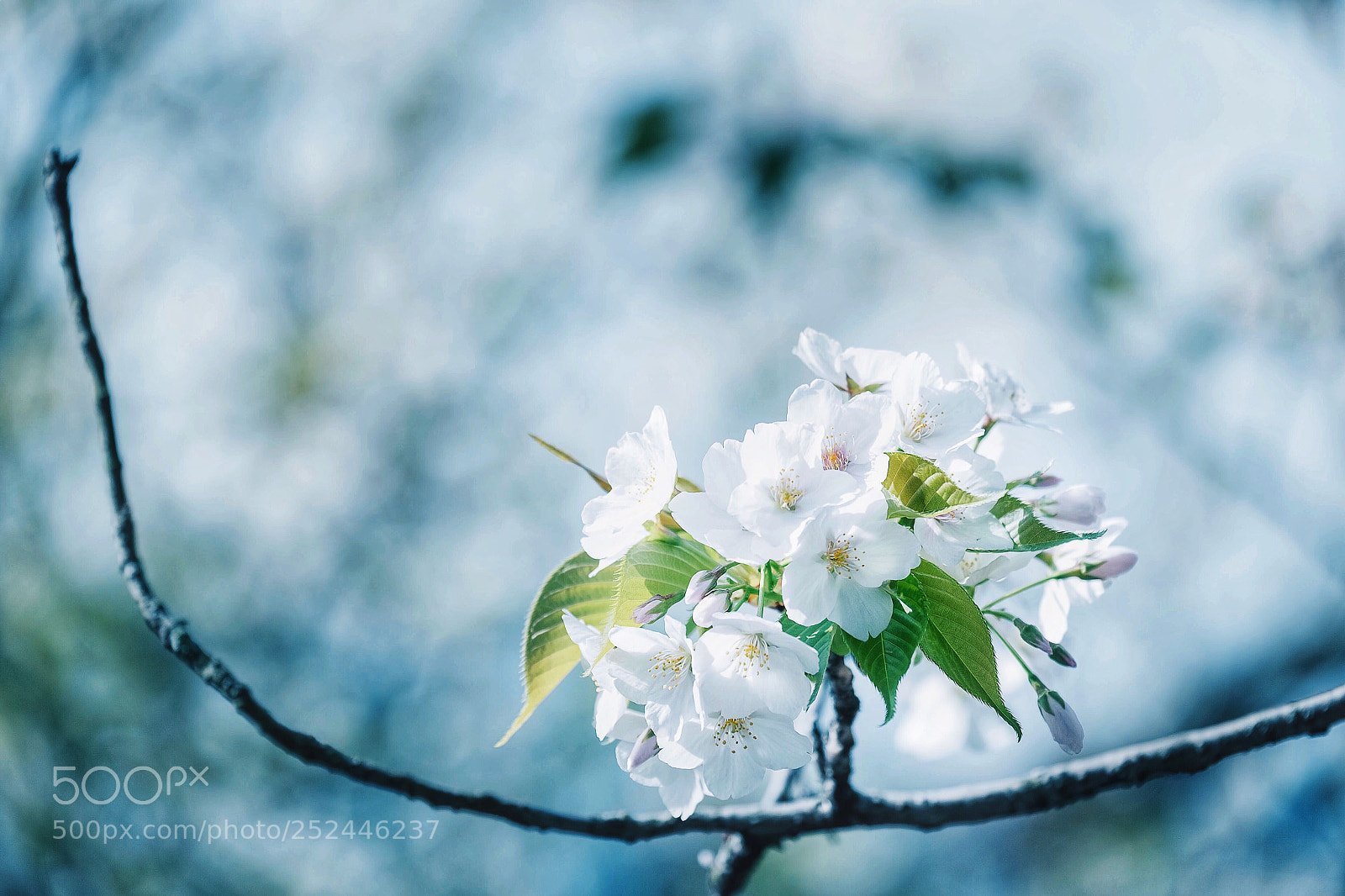 Fujifilm X-T1 sample photo. Cherry blossoms photography
