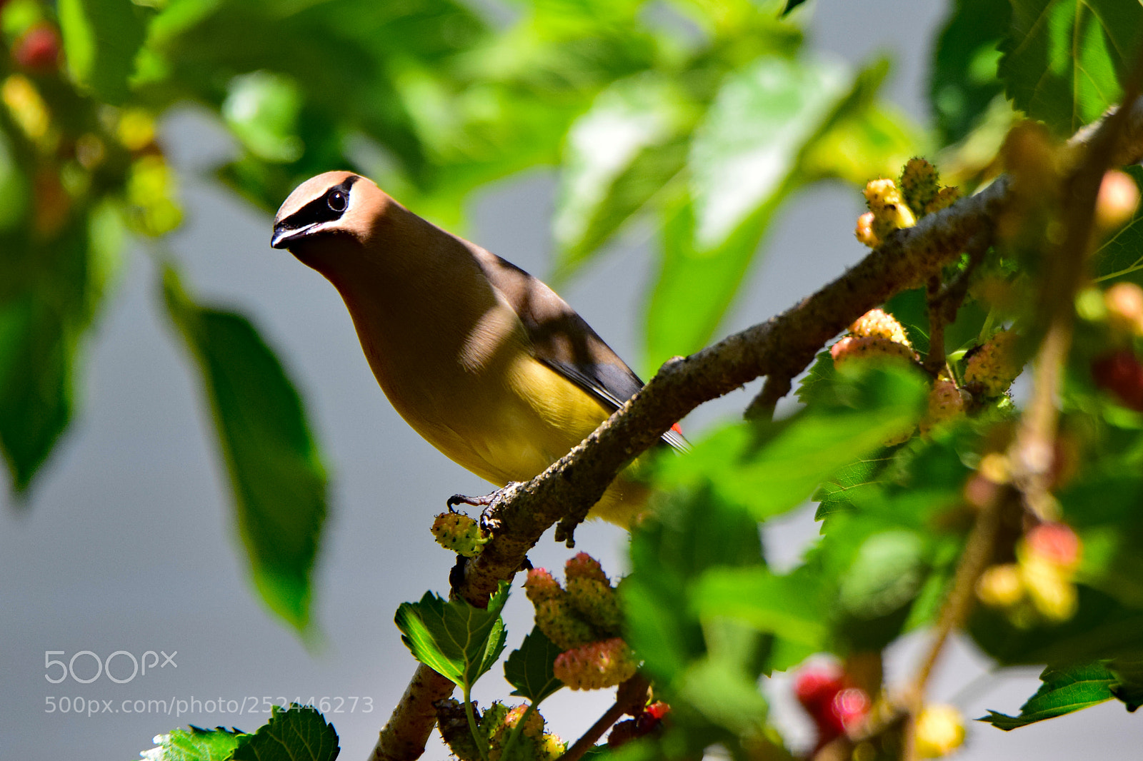 Nikon D5300 sample photo. Cedar waxwing photography
