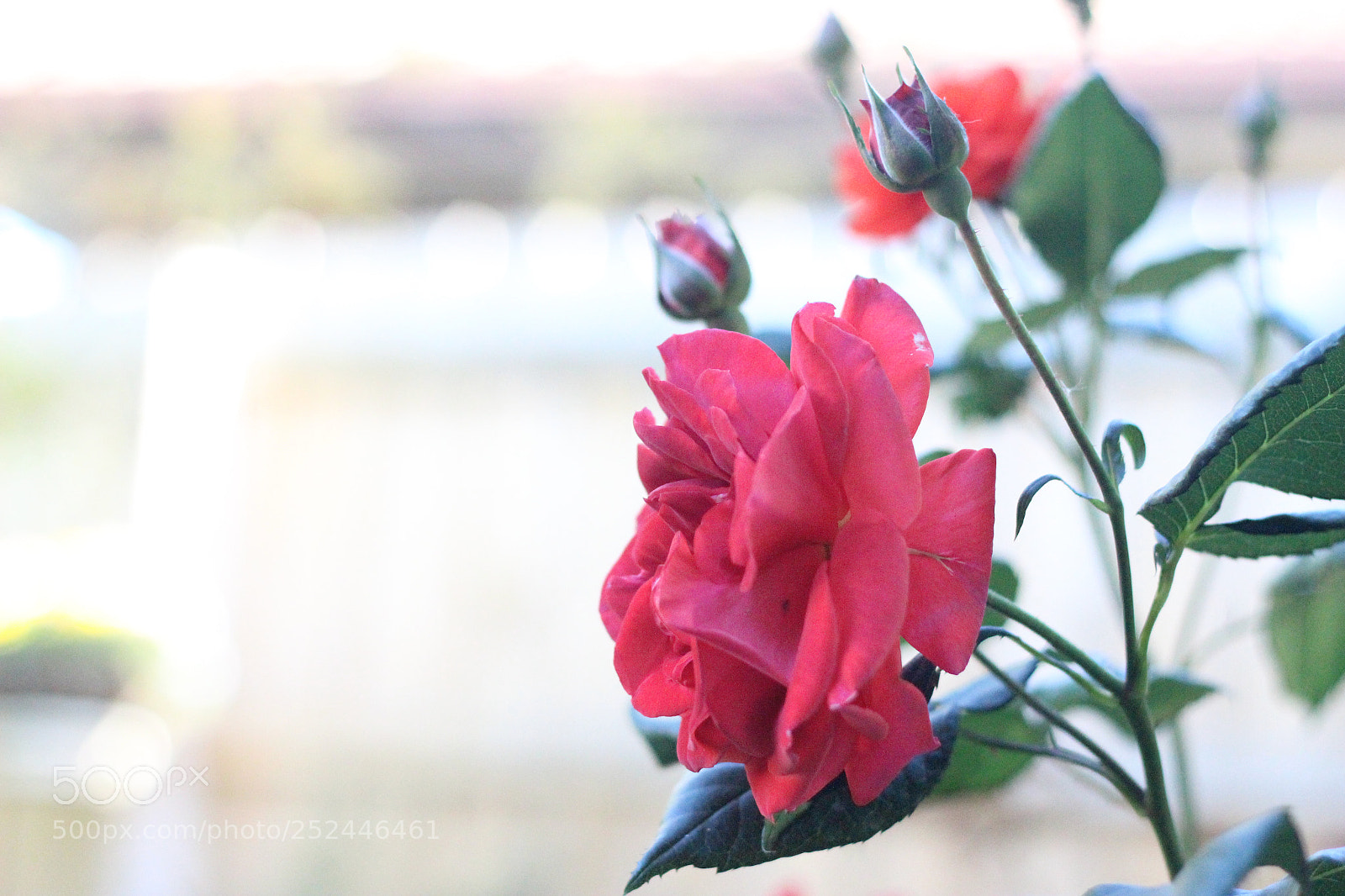 Canon EOS 600D (Rebel EOS T3i / EOS Kiss X5) sample photo. Beautiful red rose in photography