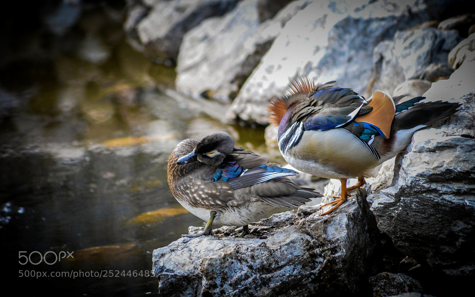 Nikon D3200 sample photo. Feasting in morning photography