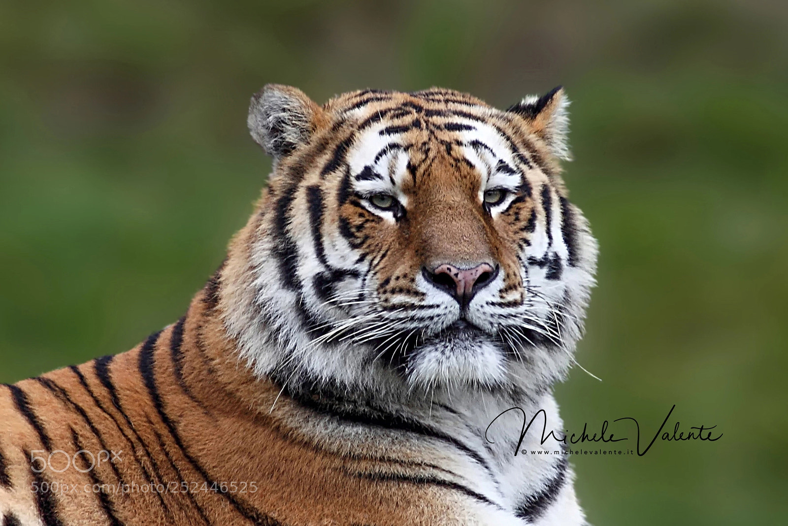 Canon EOS 5D Mark II sample photo. Tiger photography