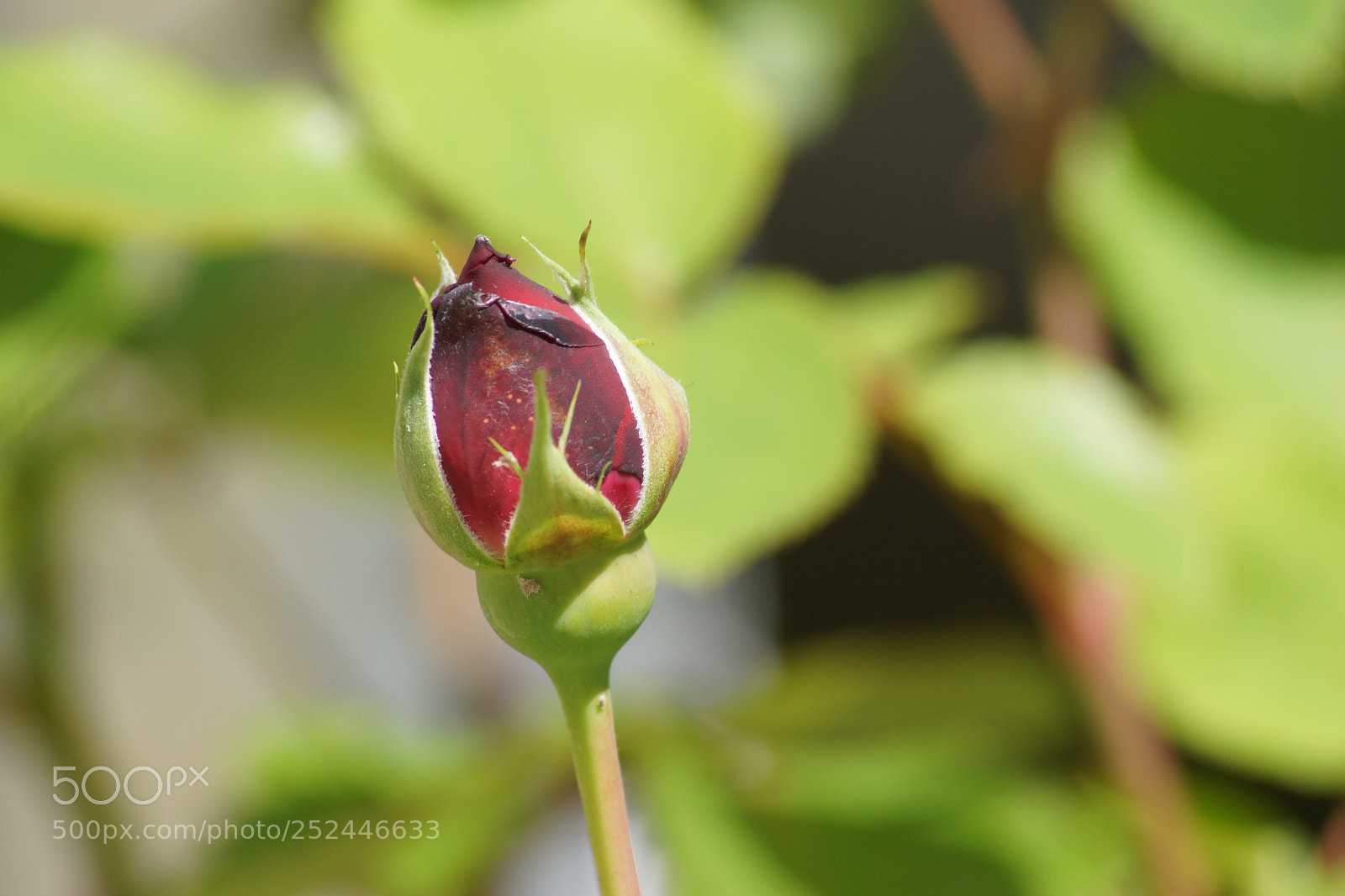 Sony SLT-A77 sample photo. A rose of dark photography