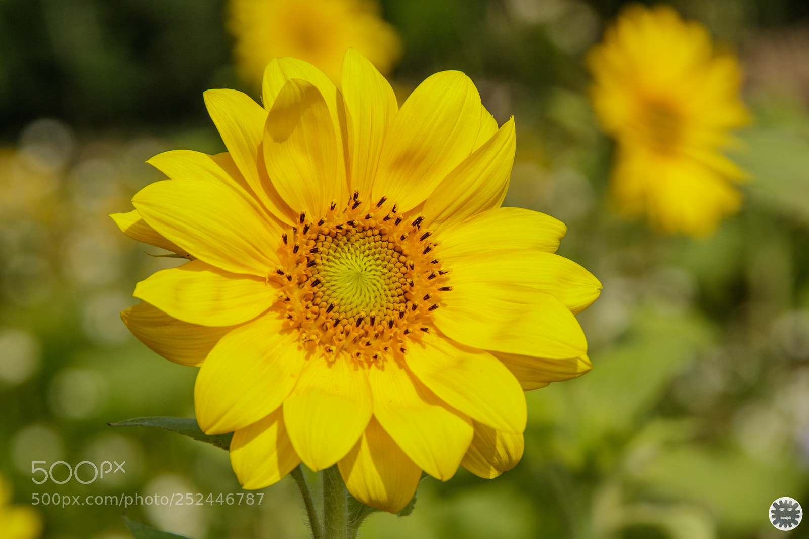 Canon EOS 7D Mark II sample photo. D photography