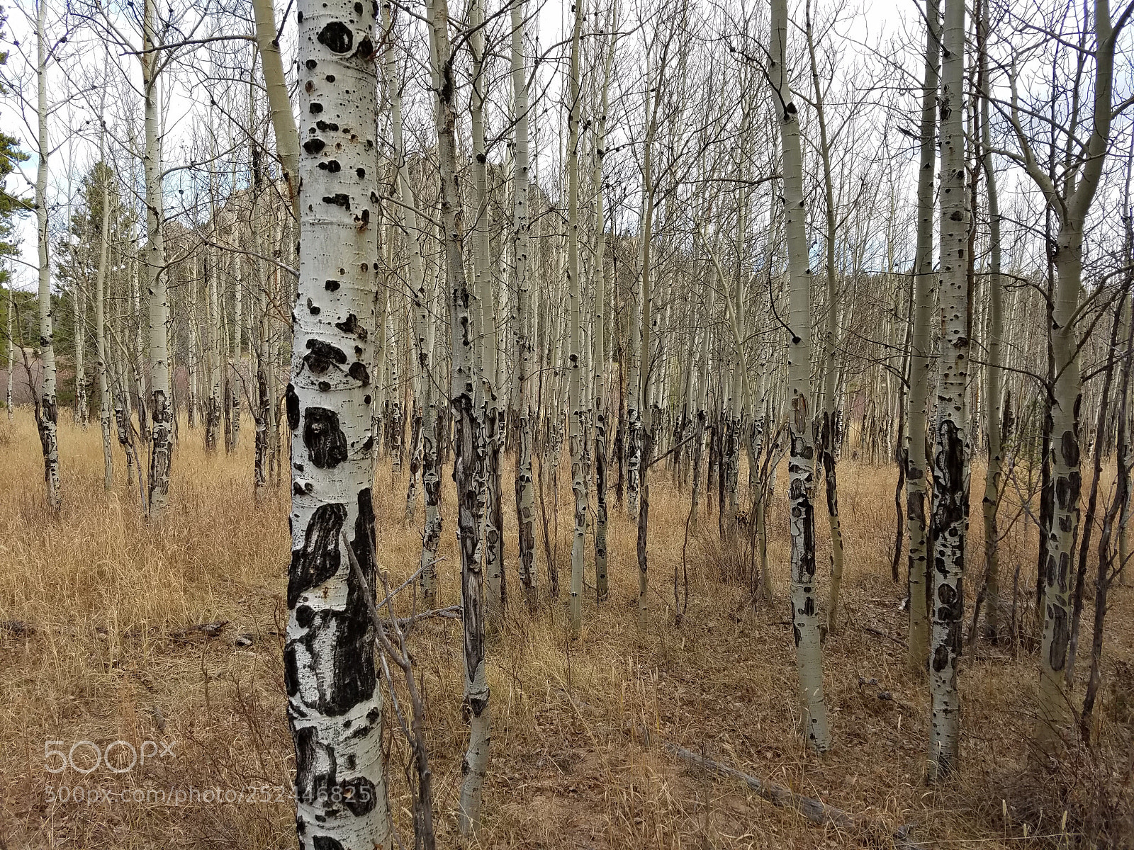 Samsung Galaxy S7 Edge sample photo. Aspens in estes photography