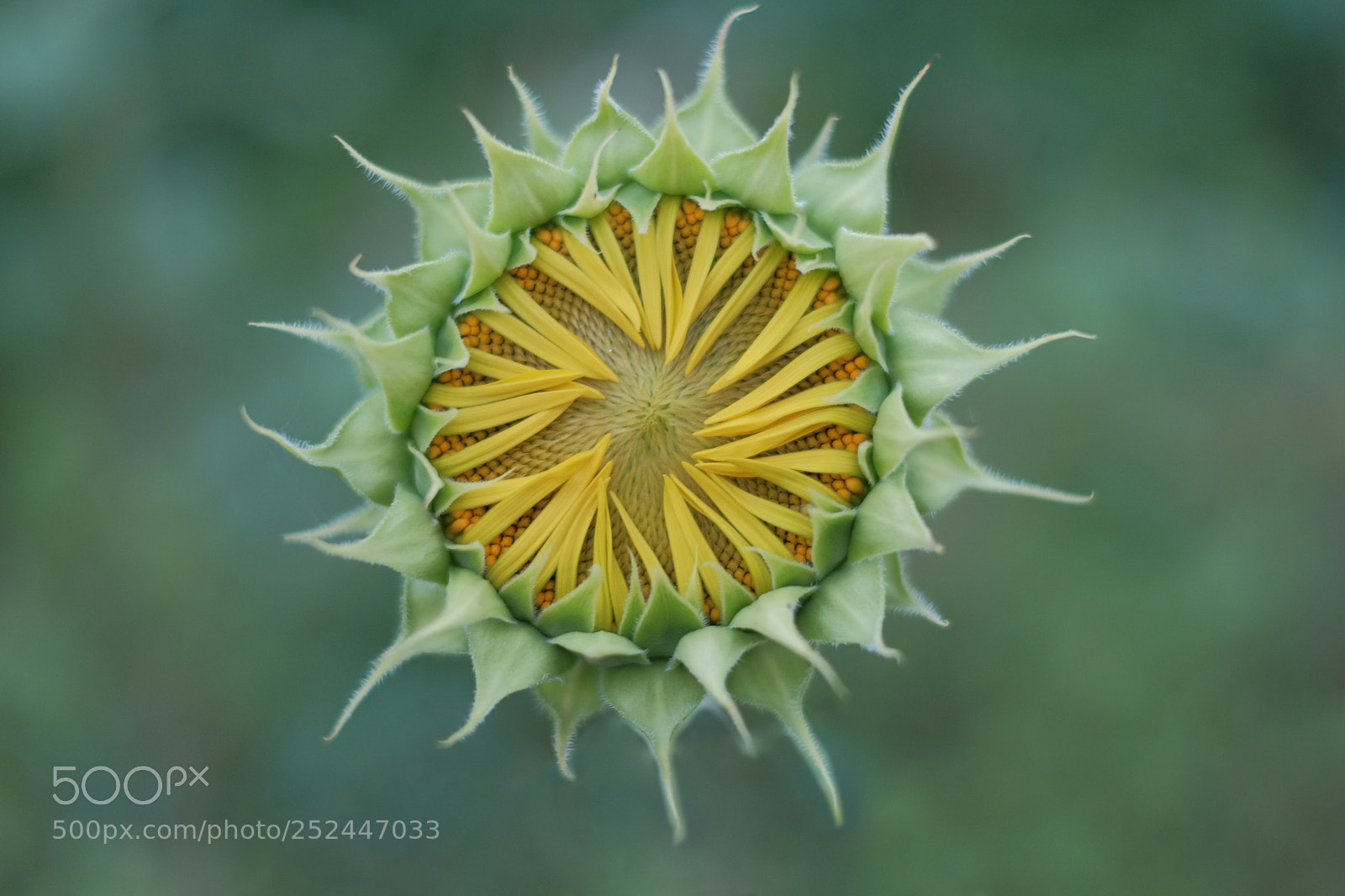 Fujifilm X-T1 sample photo. Young sunflower photography