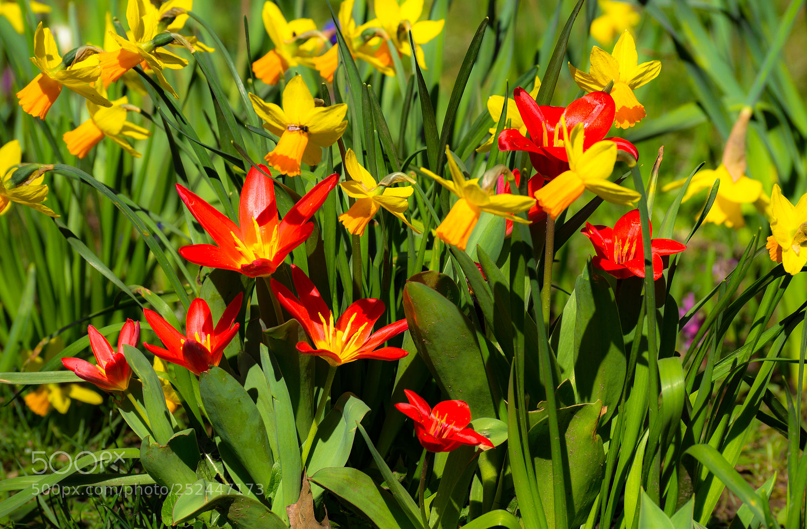 Sony SLT-A58 sample photo. Spring colors photography