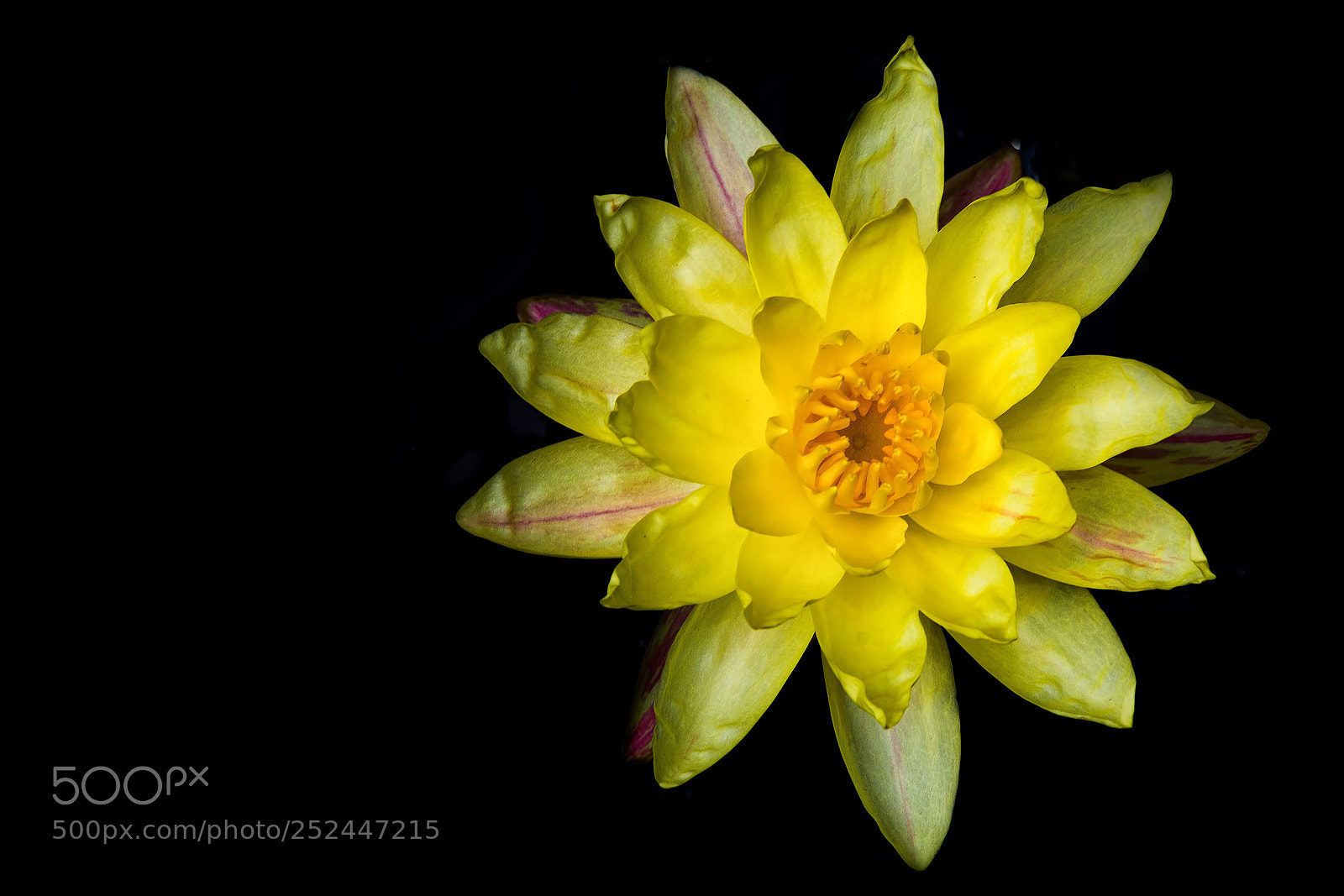 Nikon D7100 sample photo. Lotus photography