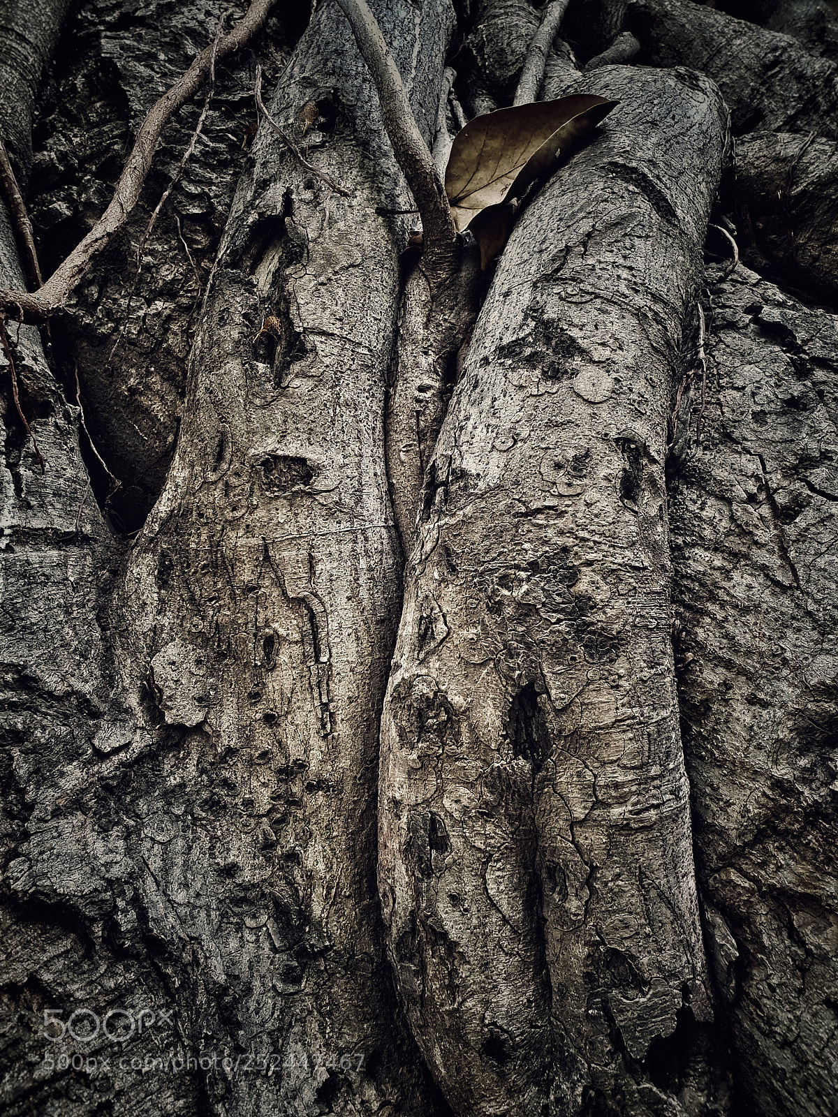 Samsung Galaxy S9+ sample photo. Monochrome and tree trunks photography