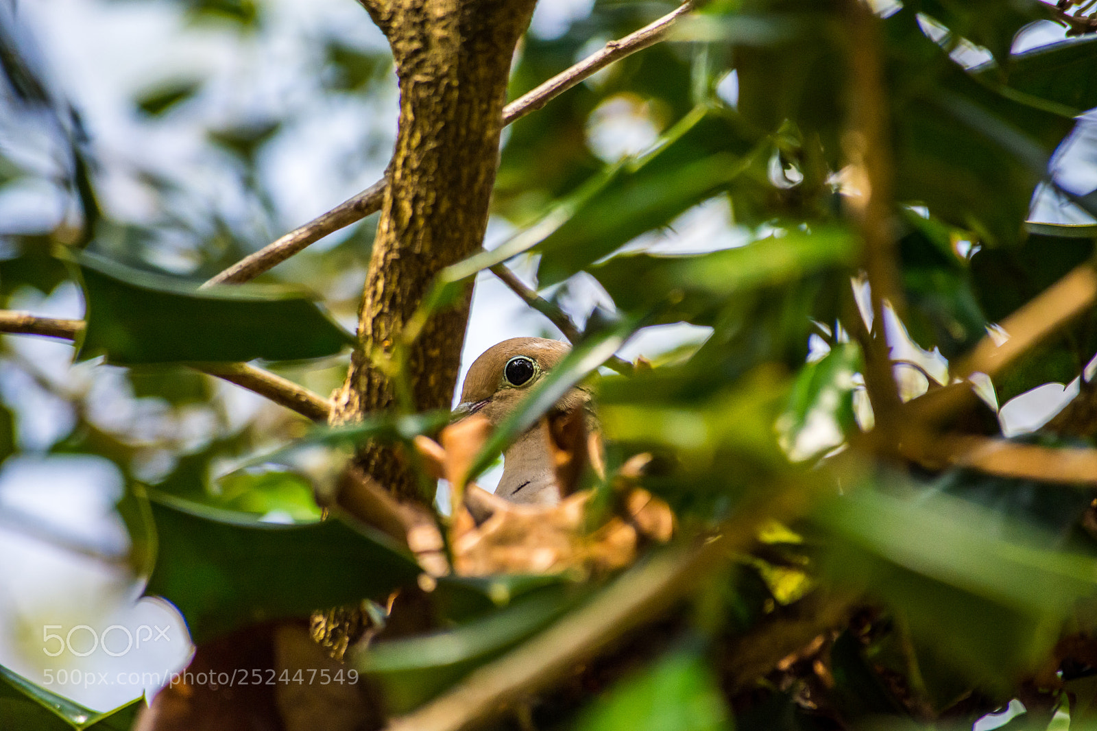 Nikon D7200 sample photo. Hiding photography