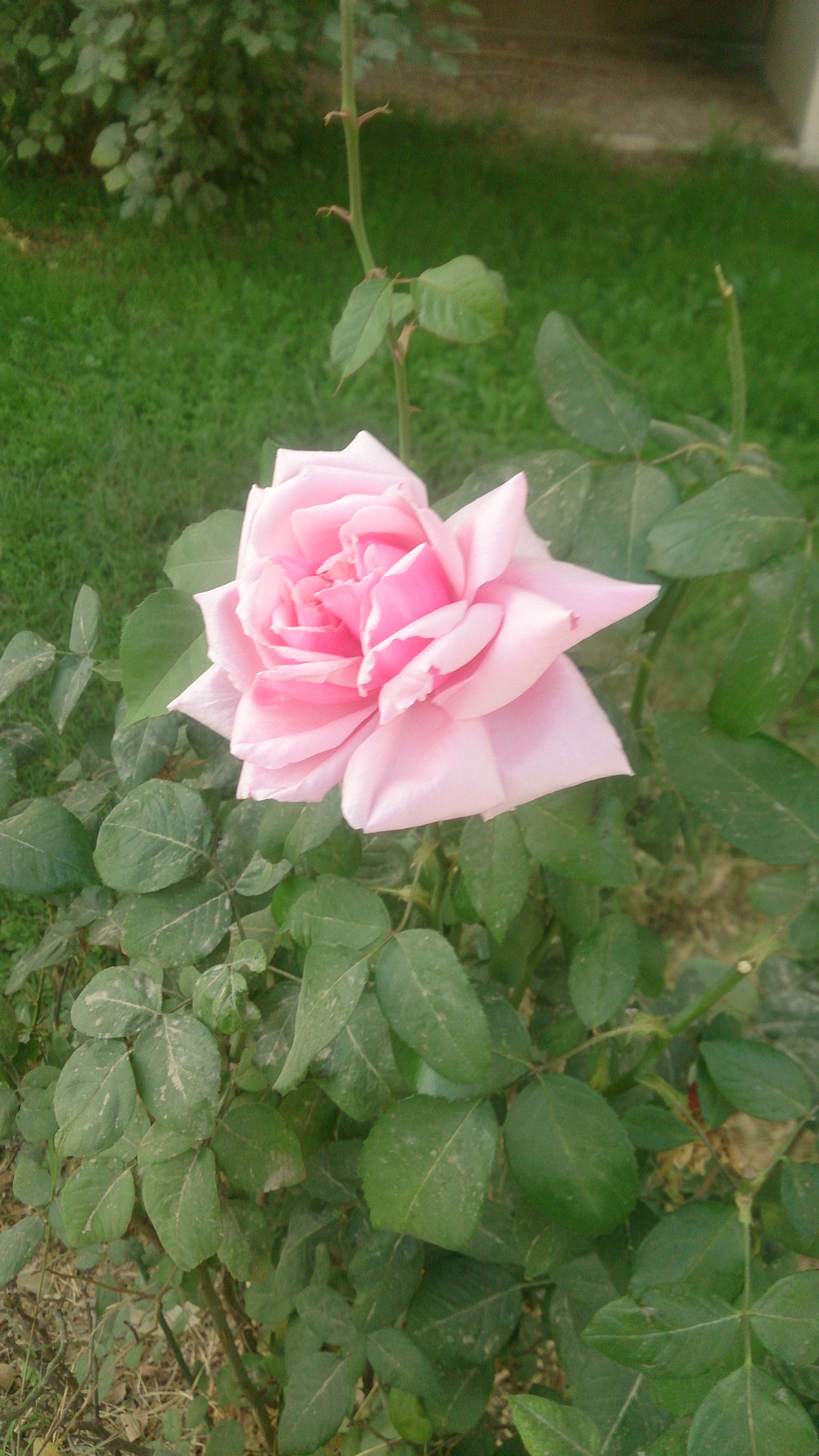Sony Xperia Z sample photo