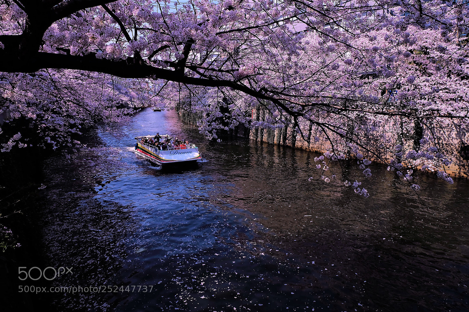 Fujifilm X-A1 sample photo. Sakura photography