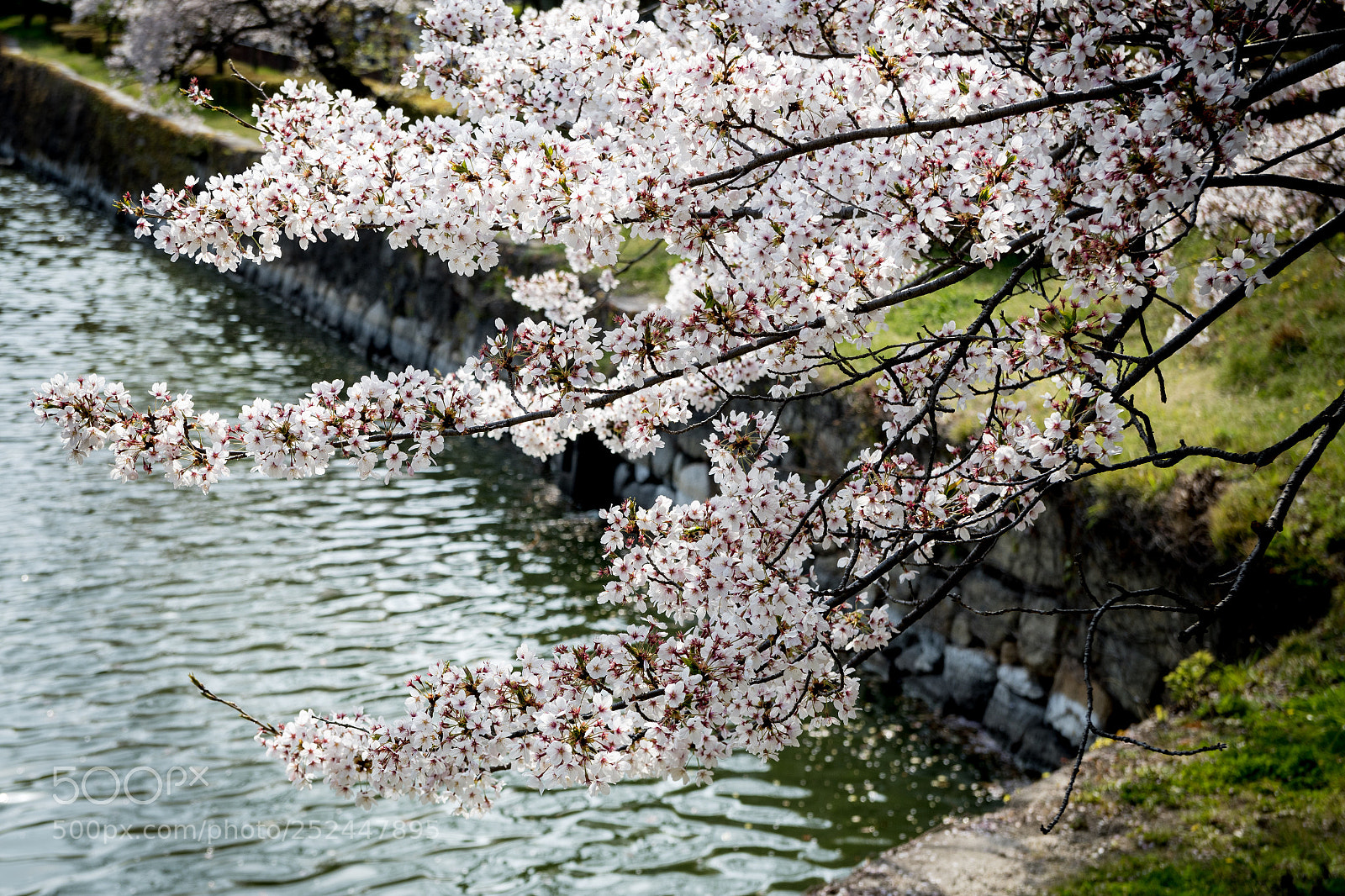 Nikon D7500 sample photo. 桜 photography