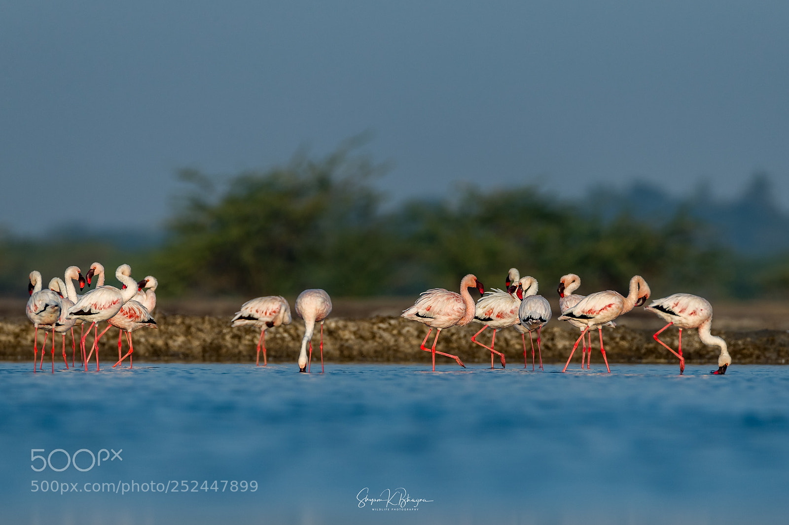 Canon EOS-1D X sample photo. Lesser flamingos photography