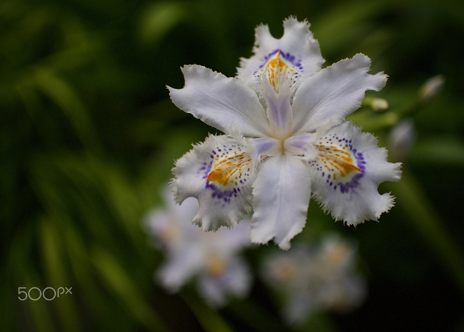 Nikon 1 J2 sample photo. Shaga iris (iris japonica) photography